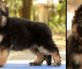 long coat german shepherd puppy for sale in flroida