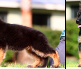 Long coat Negus de Marka puppy for sale