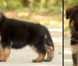 Long Coat Female German Shepherd Puppy For Sale