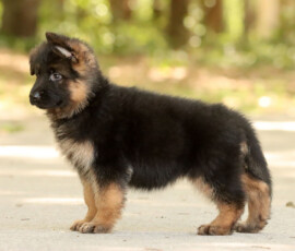 long coat german shepherd puppy standing