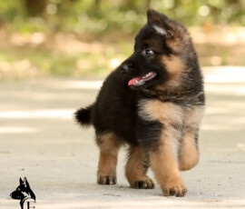 long coat german shepherd puppy