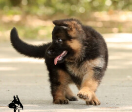 AKC registrated german shepherd puppy