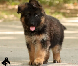 stunning black mask german shepherd puppy