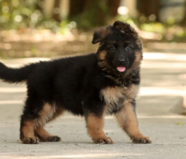 dark pigmentation german shepherd puppy