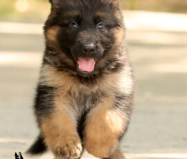 AKC long coat german shepherd puppy female
