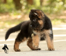 LSH German Shepherd Puppy in USA