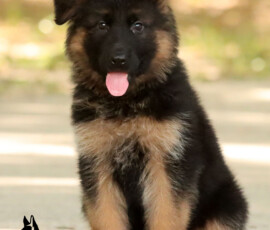 Black and Red German Shepherd puppy with long hair