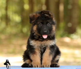 Adorable german shepherd puppy fluffy