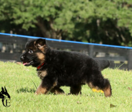 female german shepherd puppy