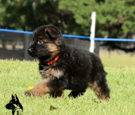 female german shepherd puppy