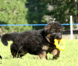 female german shepherd puppy