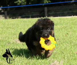 female german shepherd puppy