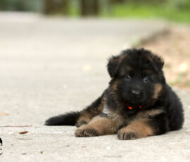 female german shepherd puppy