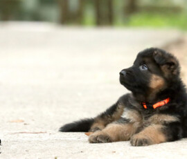 female german shepherd puppy
