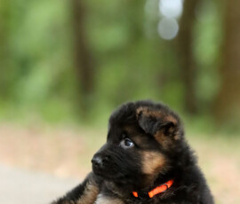 female german shepherd puppy