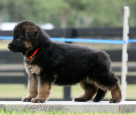 female german shepherd puppy