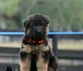 female german shepherd puppy