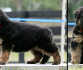 german shepherd female from Negus de Marka