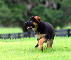 german shepherd puppy named Brie
