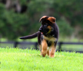 German shepherd puppy playing on grass
