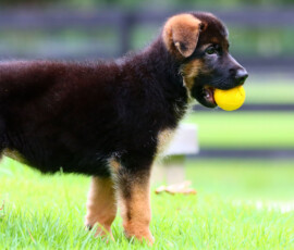 German Shepherd with ball