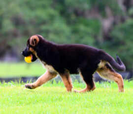 German shepherd toys