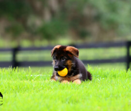 female german shepherd for sale in florida
