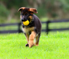 Brie, female german shepherd