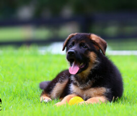 Dark mask german shepherd puppy