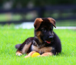 Negus de marka puppy for sale