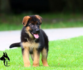 female german shepherd puppy