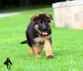 Brie AKC reg. german shepherd