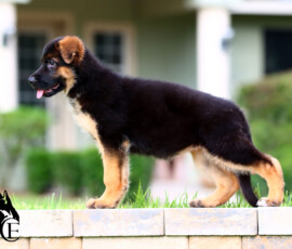 Stunning German Shepherd female puppy