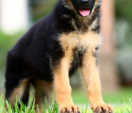 Brie, Negus de Marka daughter