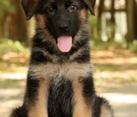 female red & black german shepherd puppy
