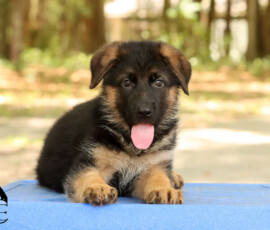 german shepherd puppy available in florida