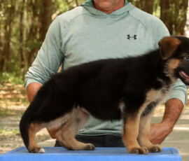 german shepherd puppy with AKC registration