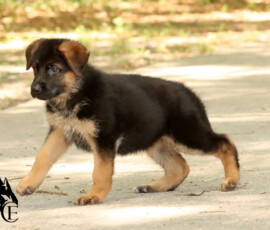 playful female german shepherd puppy