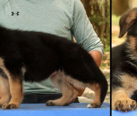 female german shepherd puppy for sale from Negus de Marka