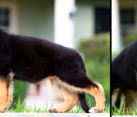 Stunning AKC Reg German Shepherd Female