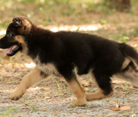 Male german shepherd puppy