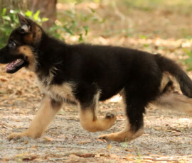 Channing Canine Extreme