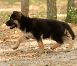 Male German Shepherd puppy from german pedigree