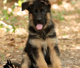 Male German Shepherd Puppy from Holtkamper Hof