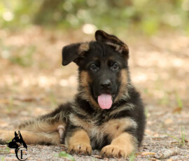 german shepherd male puppy for sale