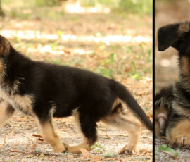 Channing, Male German Shepherd For Sale In Florida