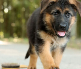 female german shepherd playing