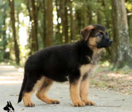 beautiful german shepherd puppy for sale