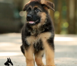 Red and black german shepherd puppy