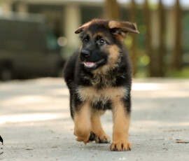 german shepherd puppy playing